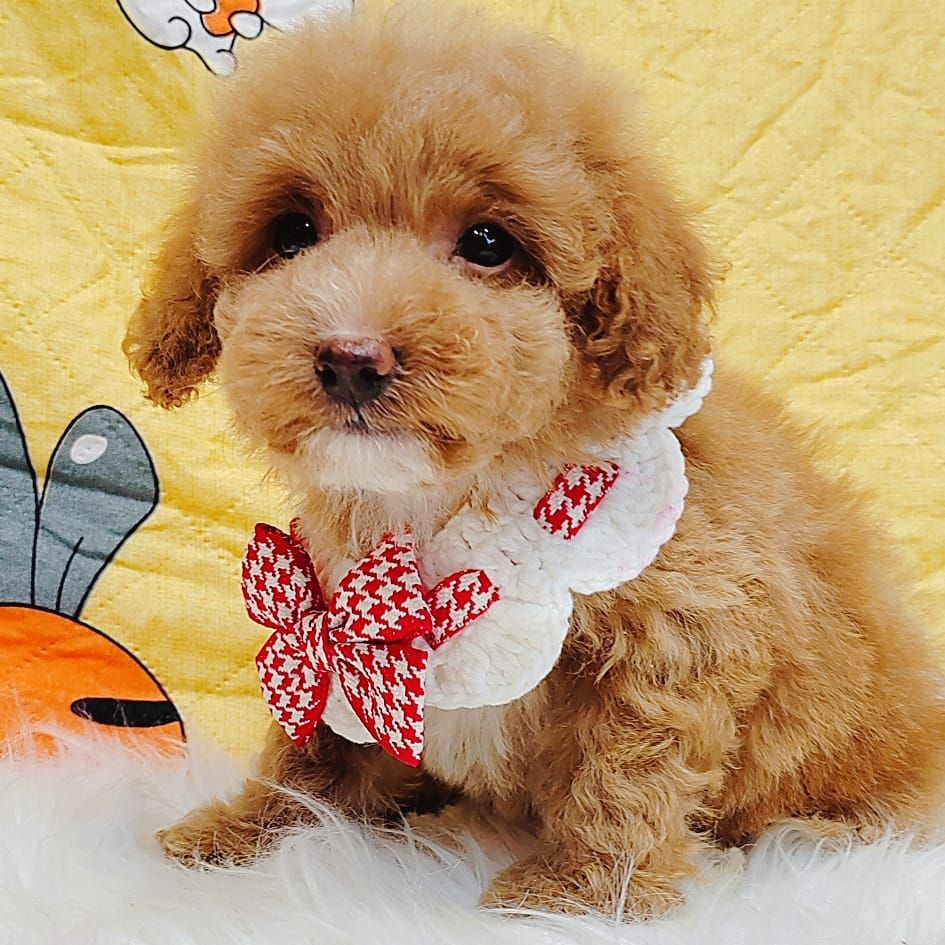 Poodle 璐靛娉拌开