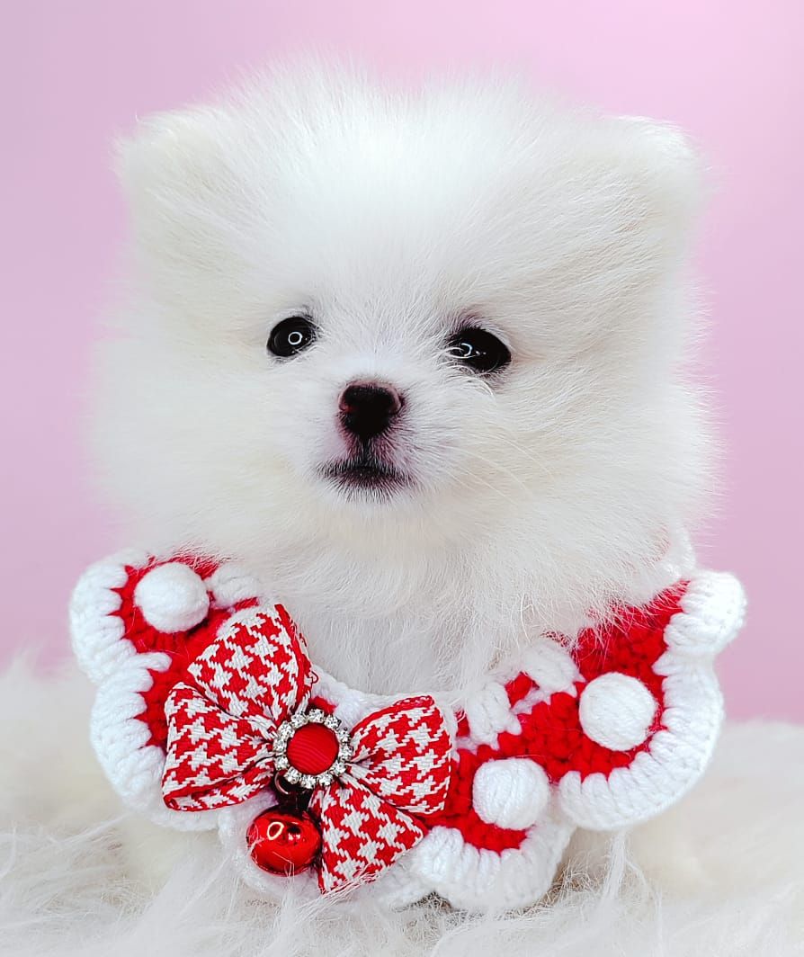Pomeranian 博美