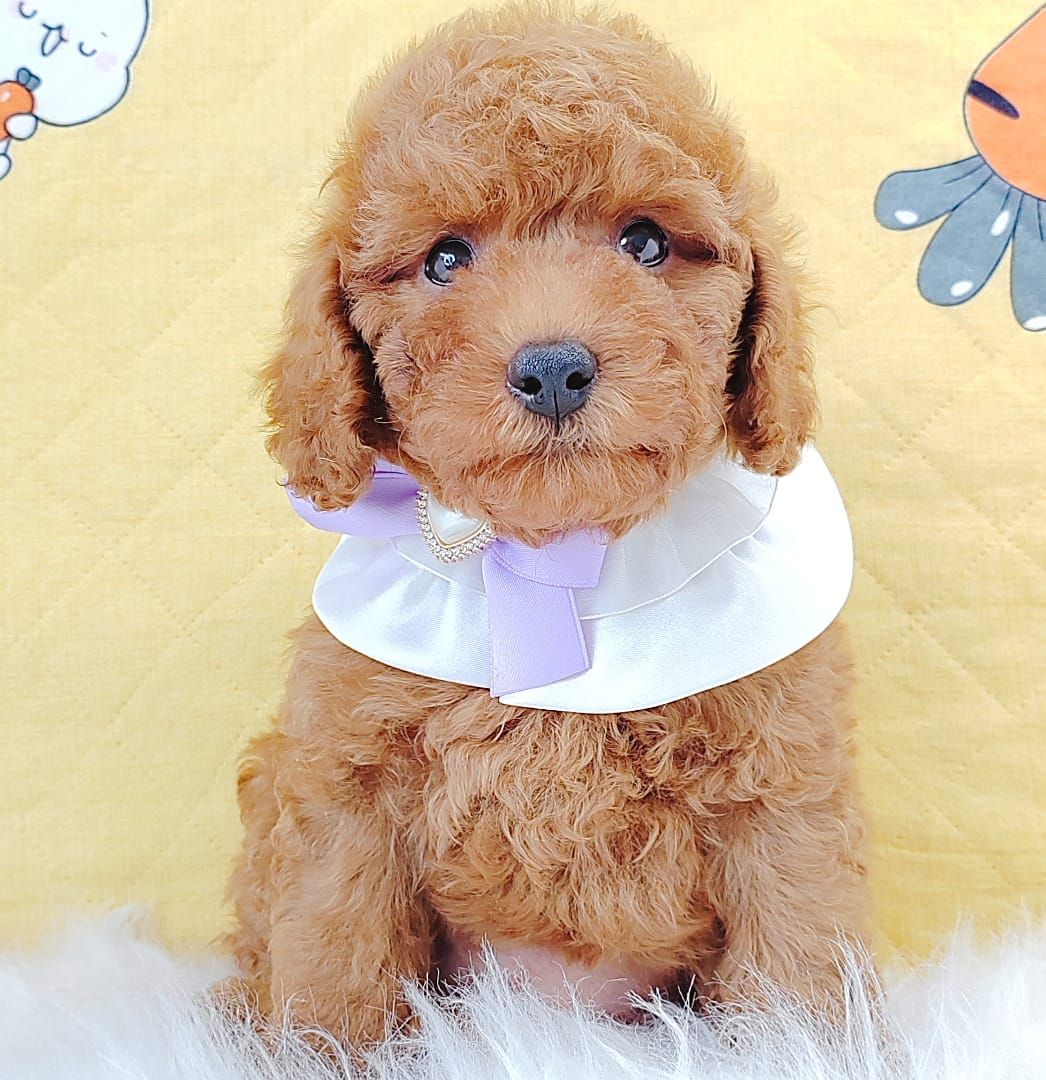 Poodle 娉拌开璐靛
