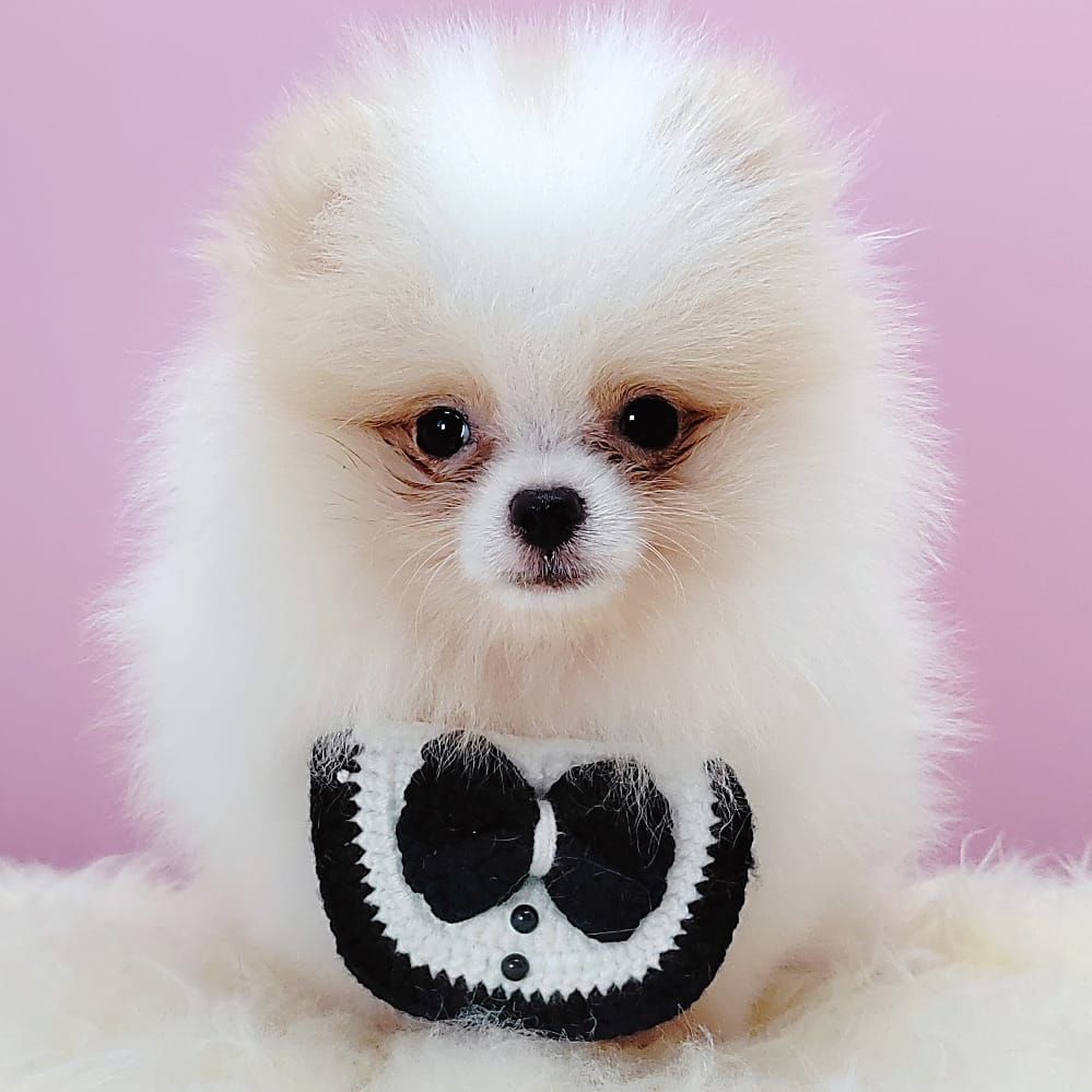 Pomeranian 博美