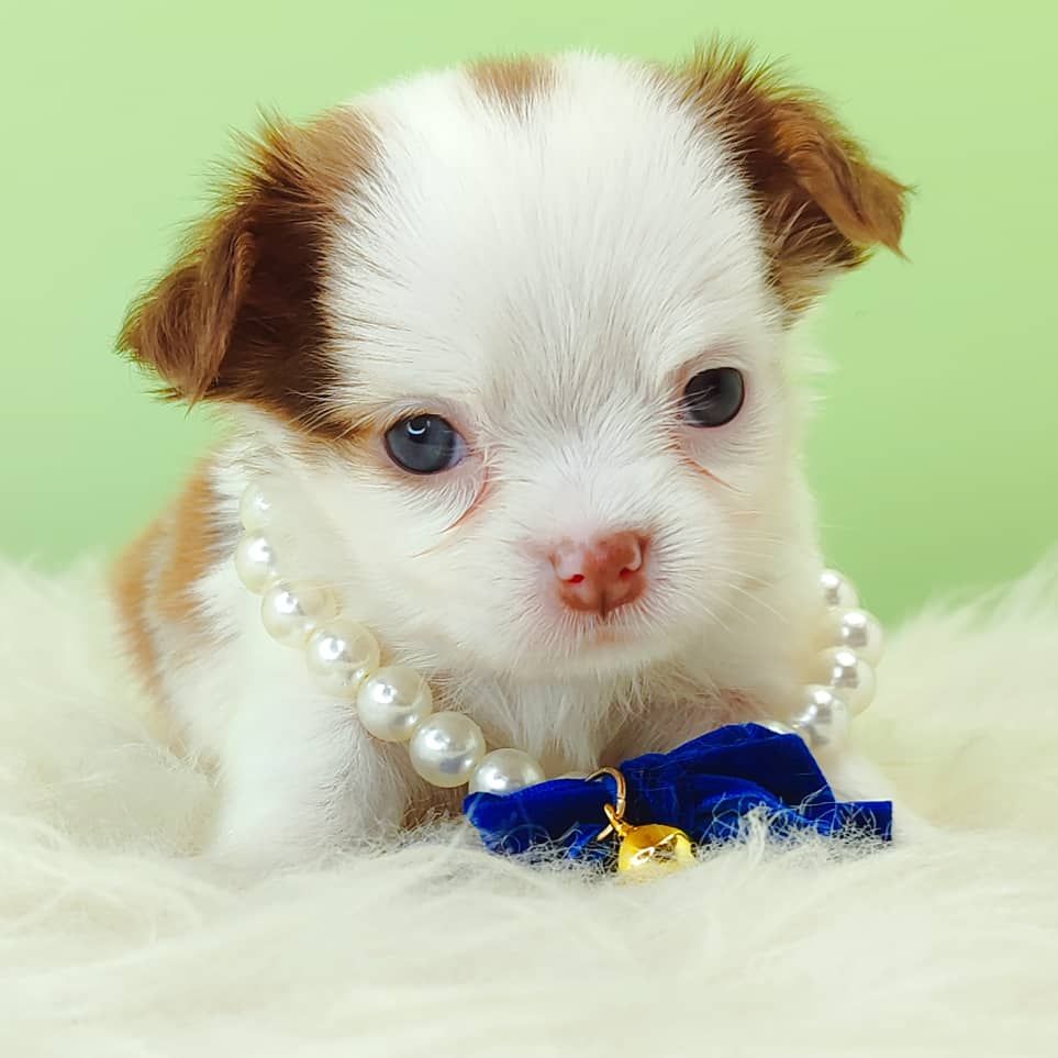 Chihuahua 吉娃娃