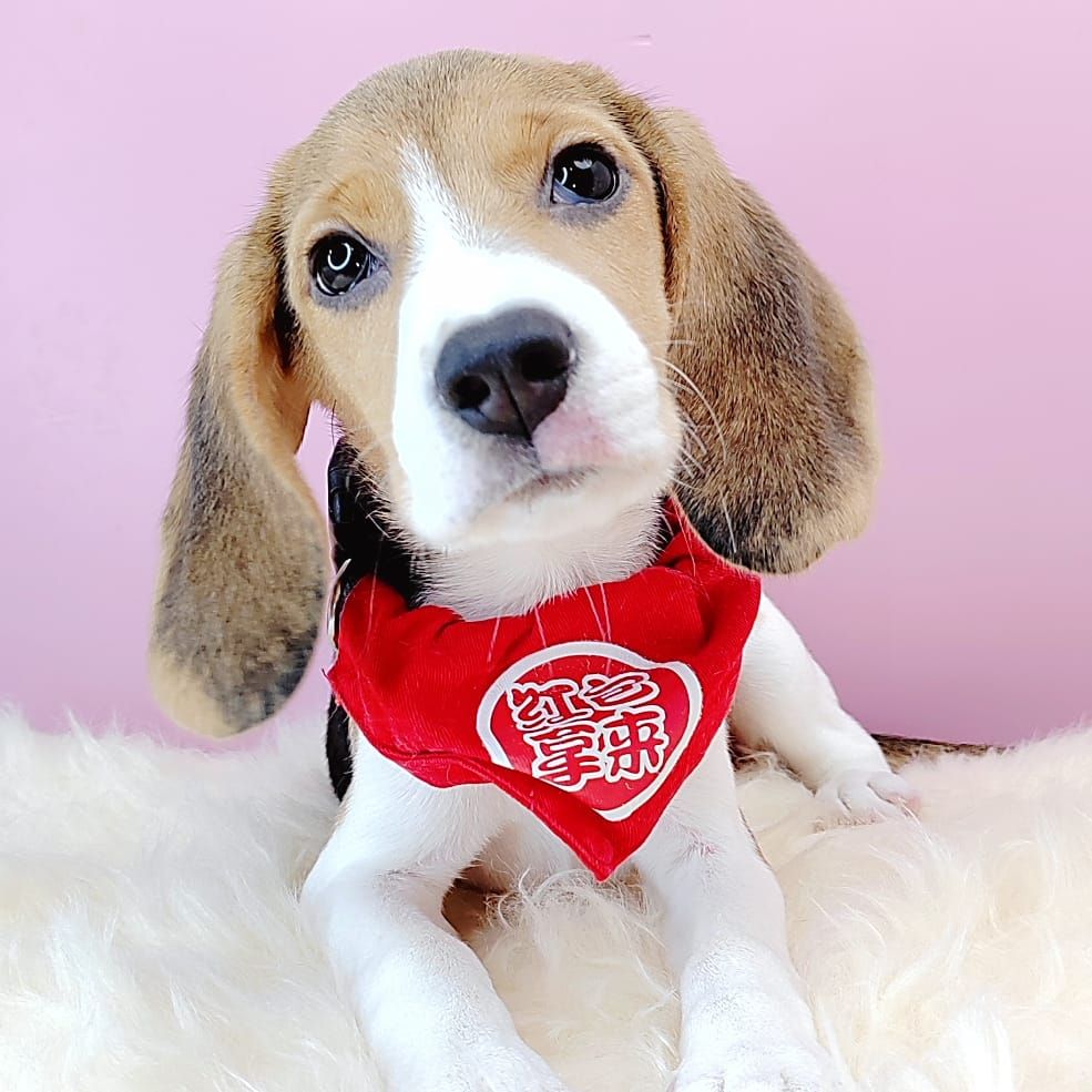  Beagle 米格鲁