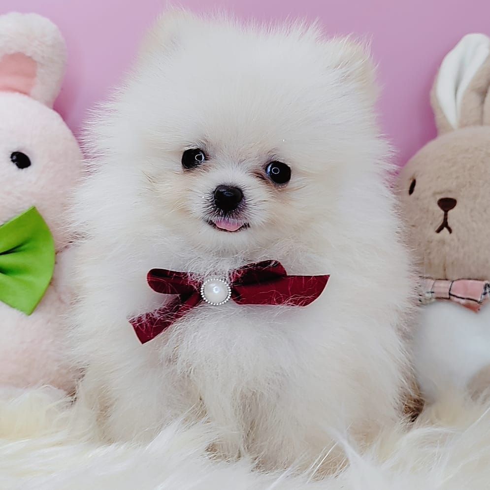 Pomeranian 博美