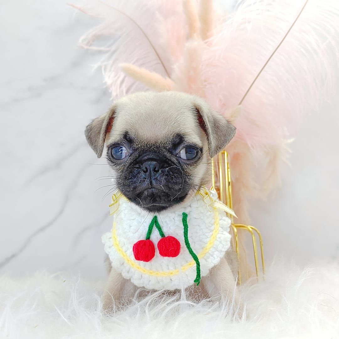 Pug 巴哥