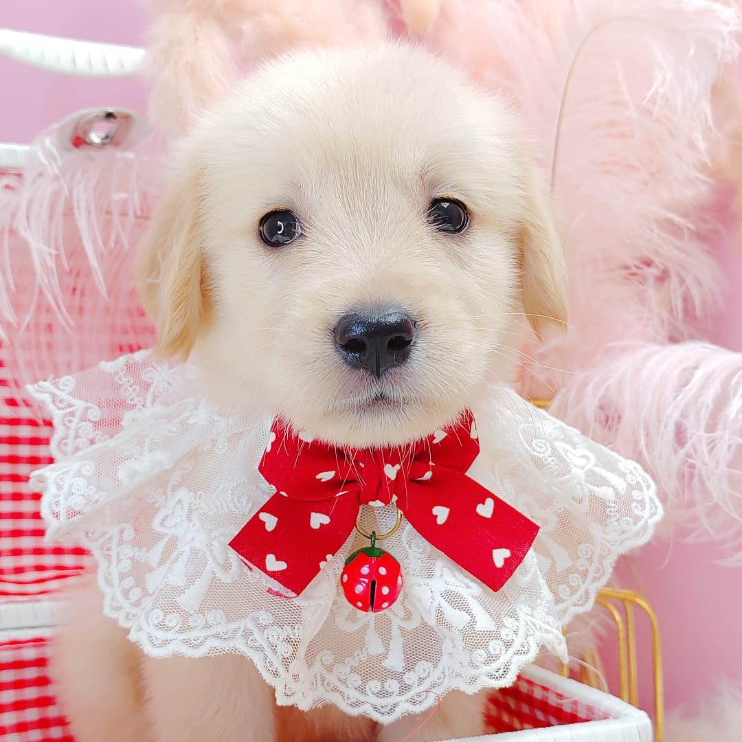 Golden Retriever 黄金猎犬