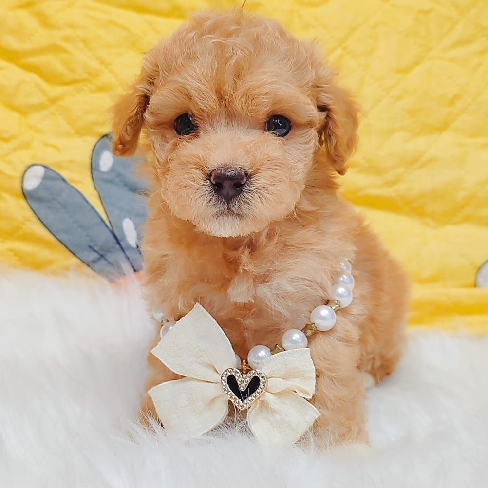 Maltipoo 马尔泰迪