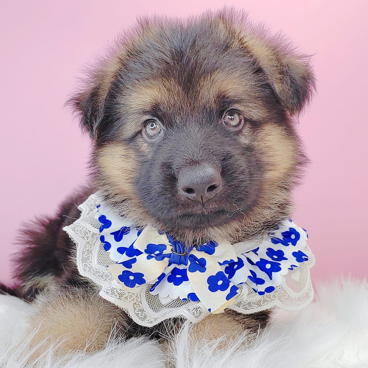 German Shepherd 德国牧羊犬