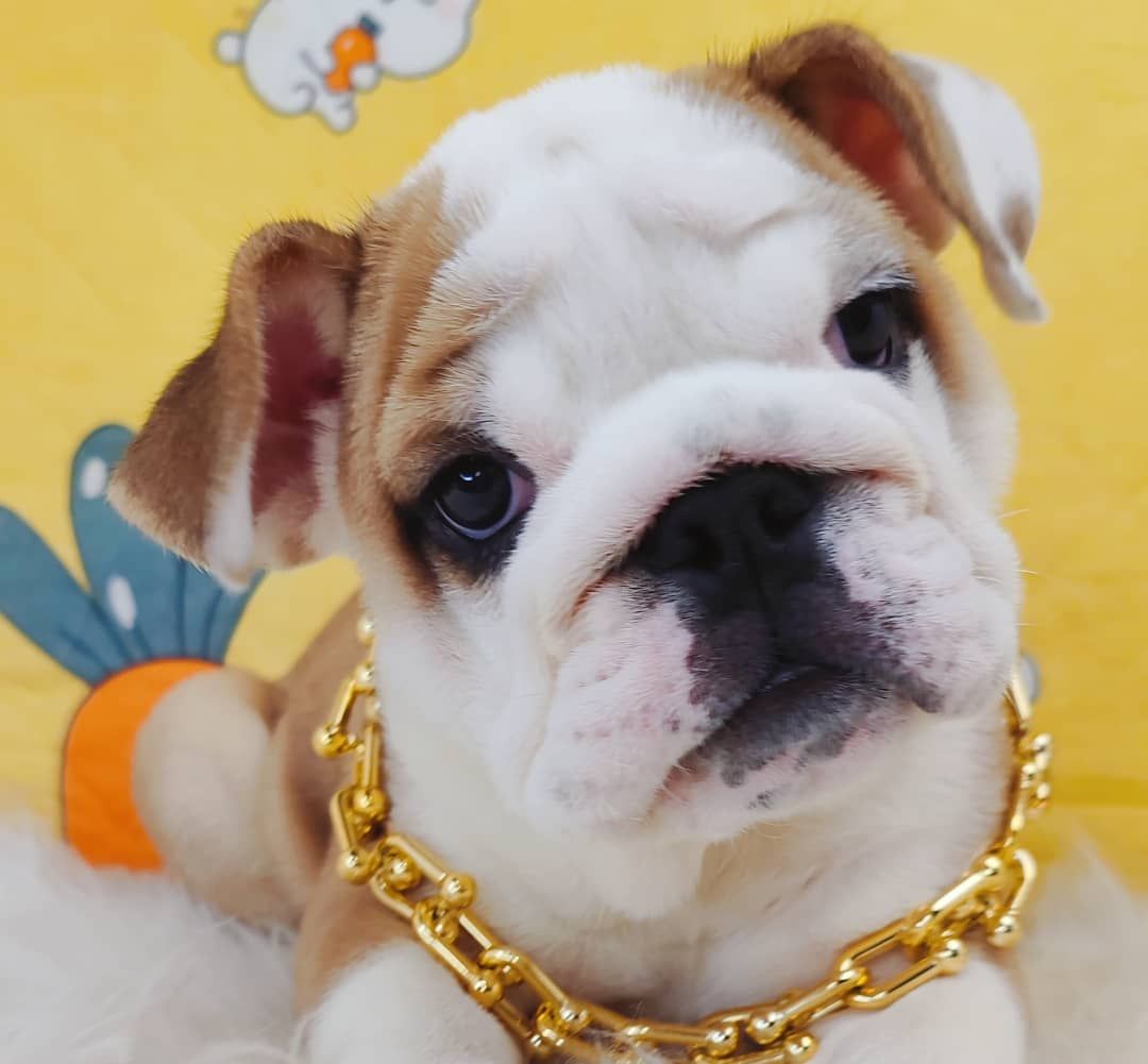English Bulldog 英斗