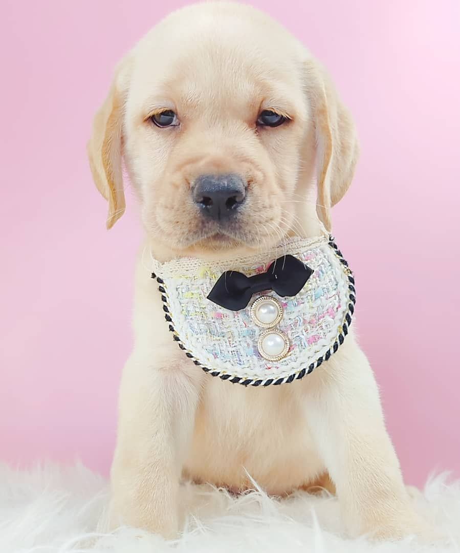 Labrador Retriever 拉布拉多