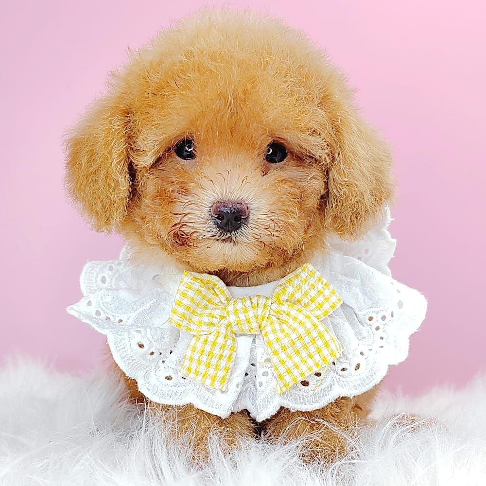 Poodle 娉拌开璐靛