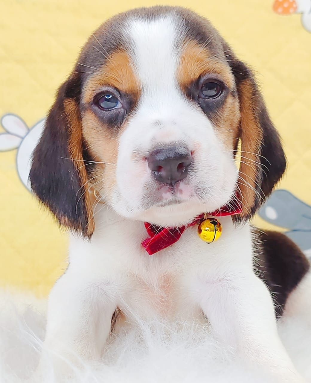 Beagle 米格鲁