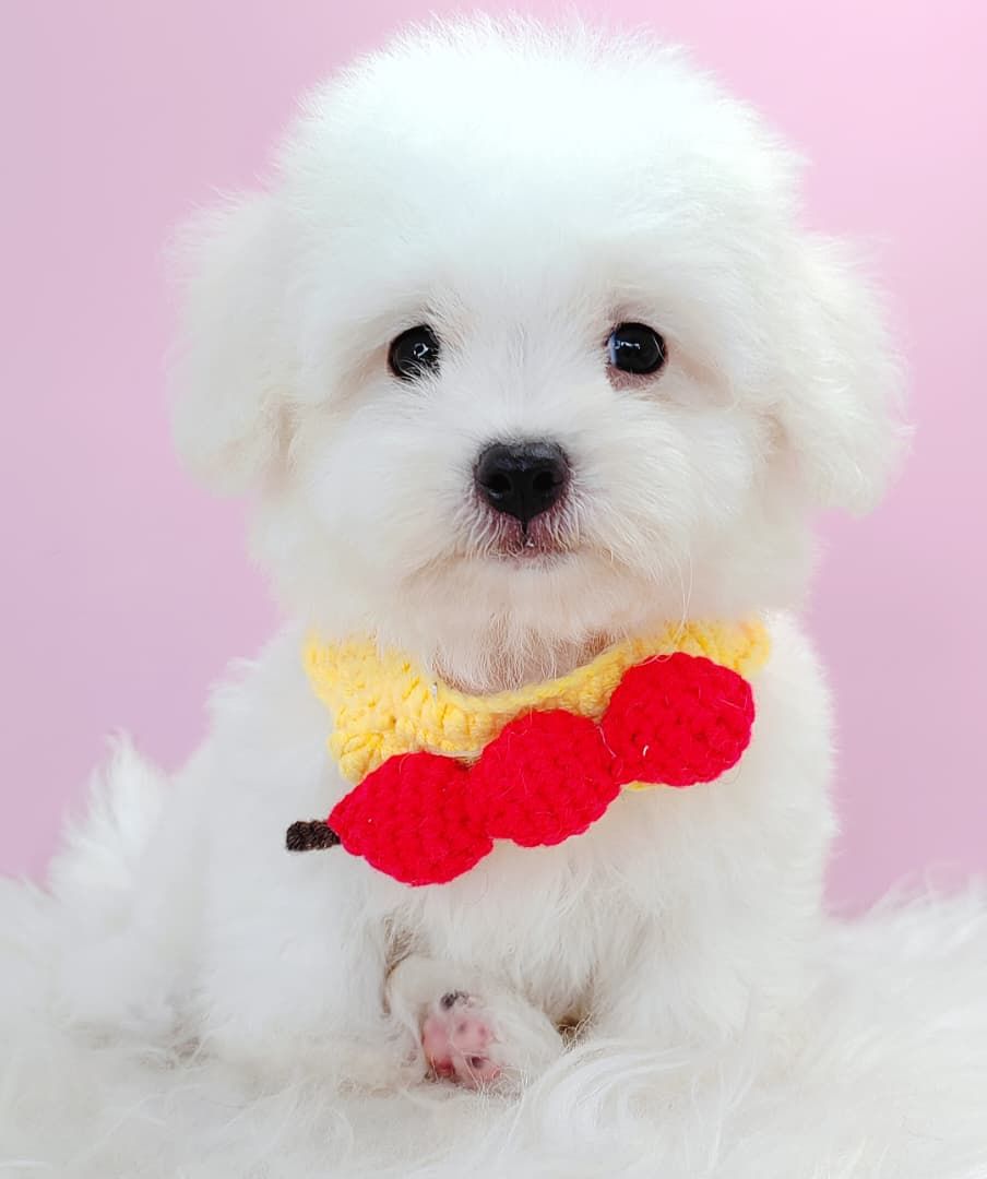 Bichon Frise 比熊