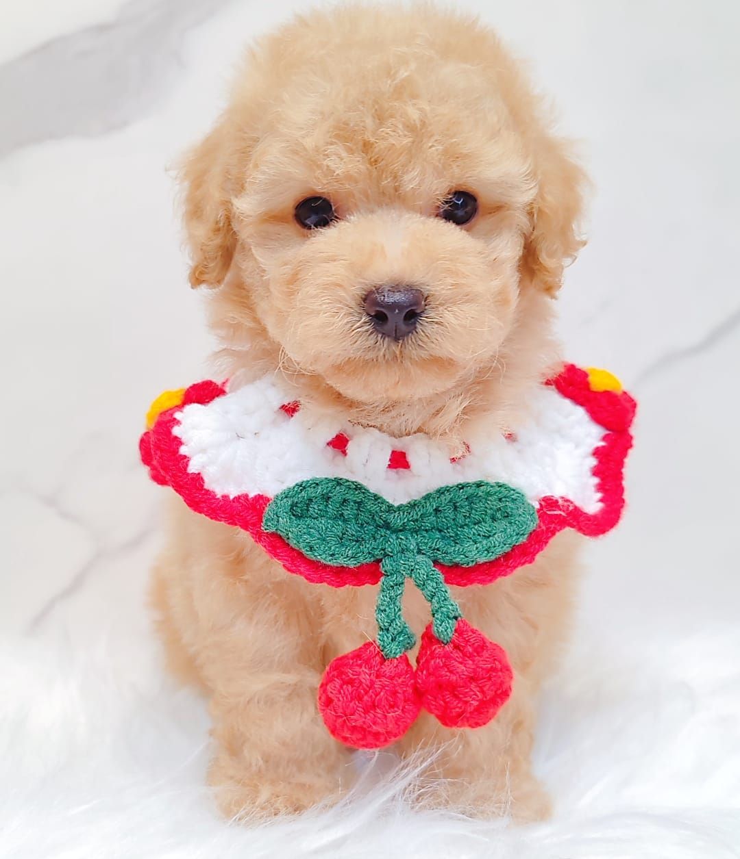 Poodle 娉拌开璐靛