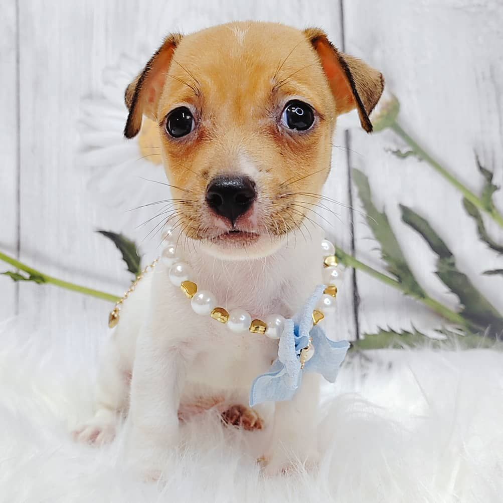 Jack Russell Terrier 杰克罗素梗