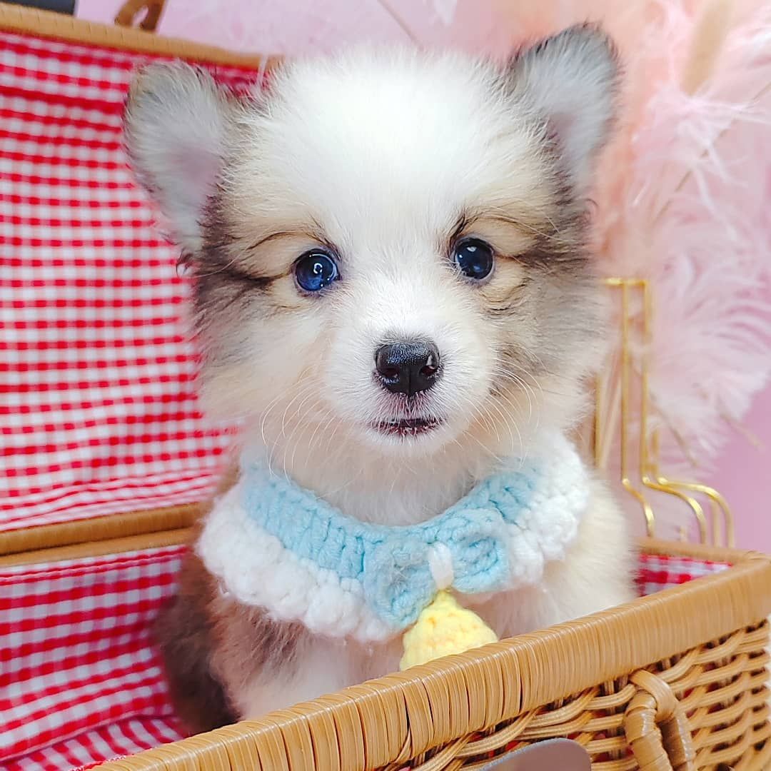 Welsh Corgi 柯基