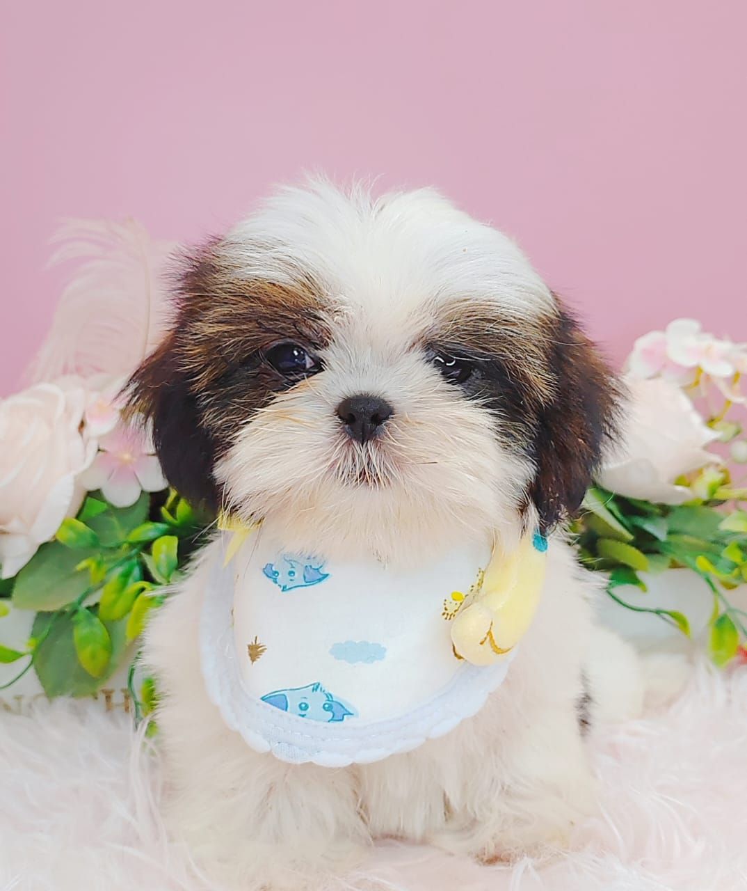 Shih Tzu 西施