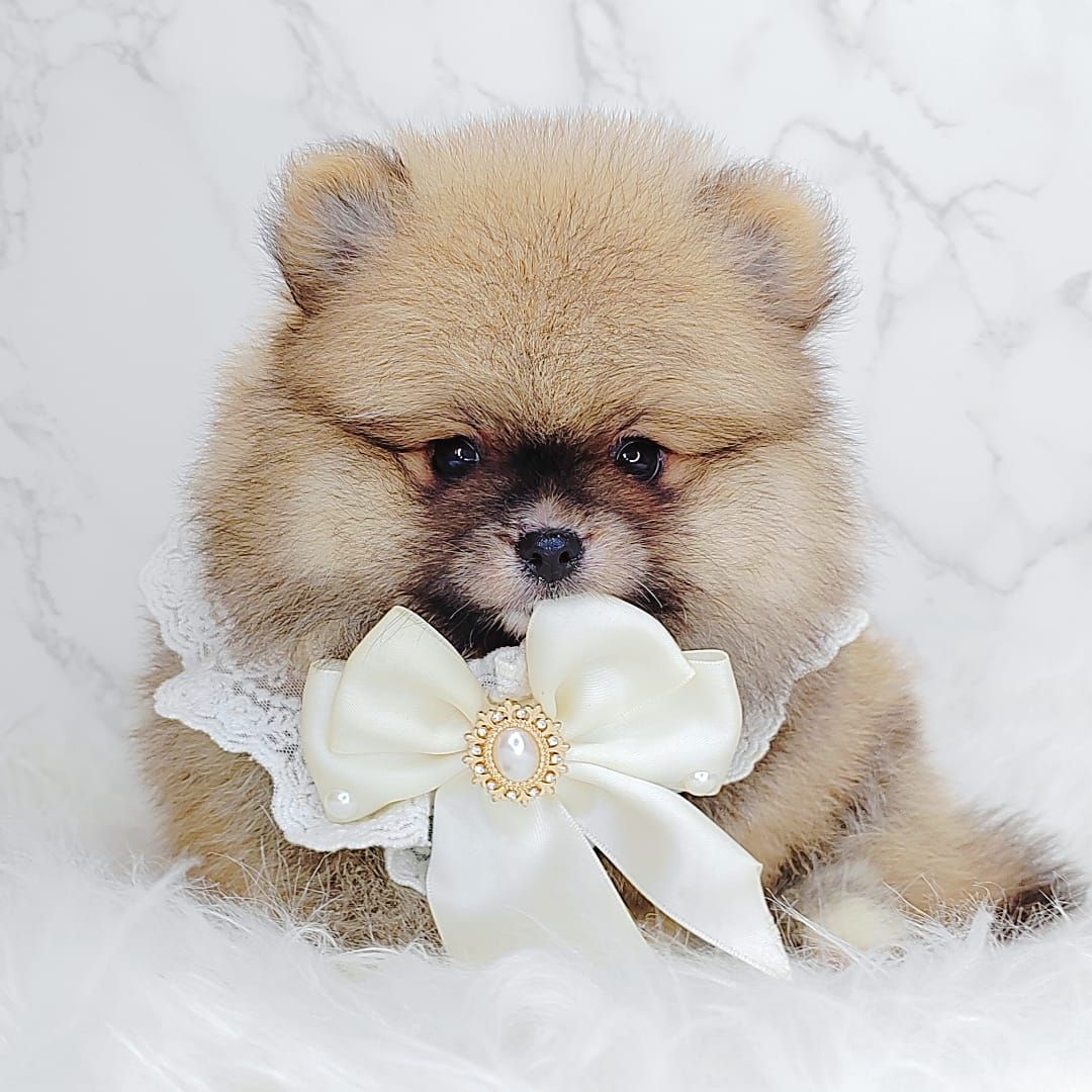Pomeranian 博美