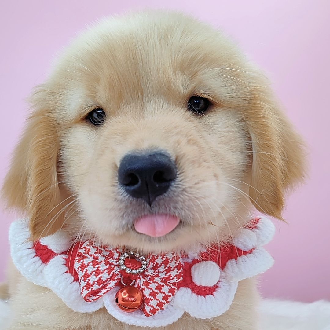 Golden Retriever 黄金猎犬