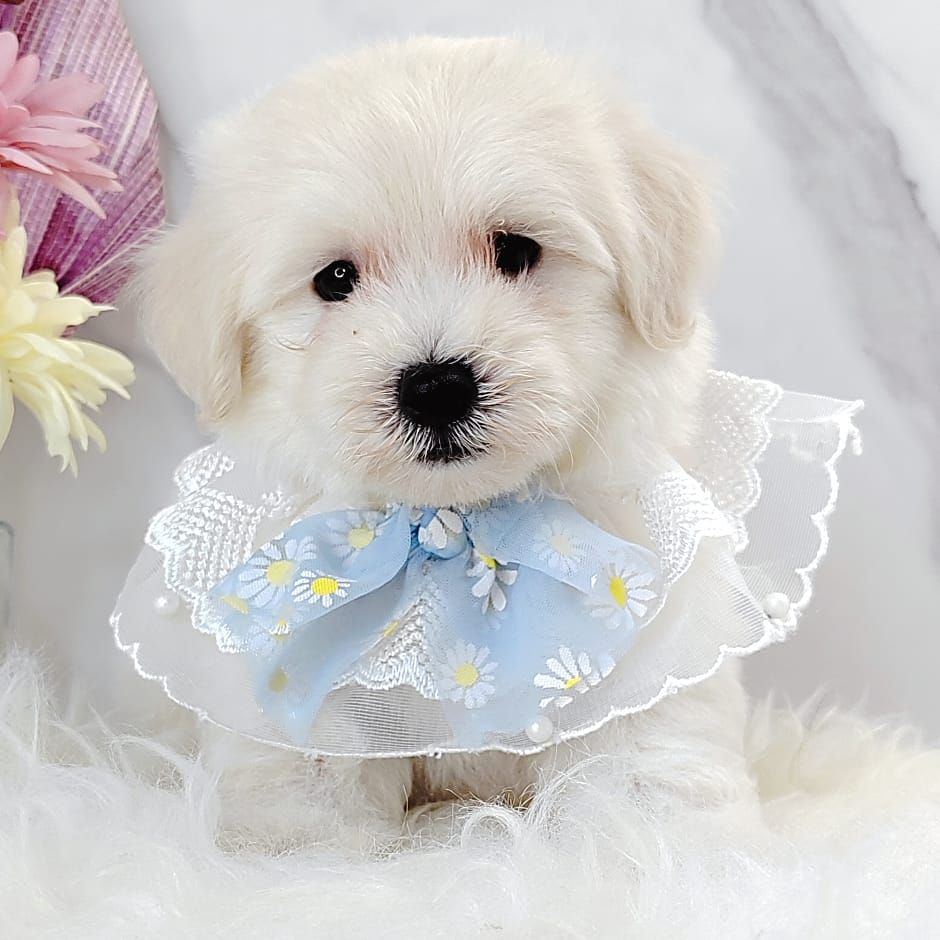Maltipoo 马尔泰迪