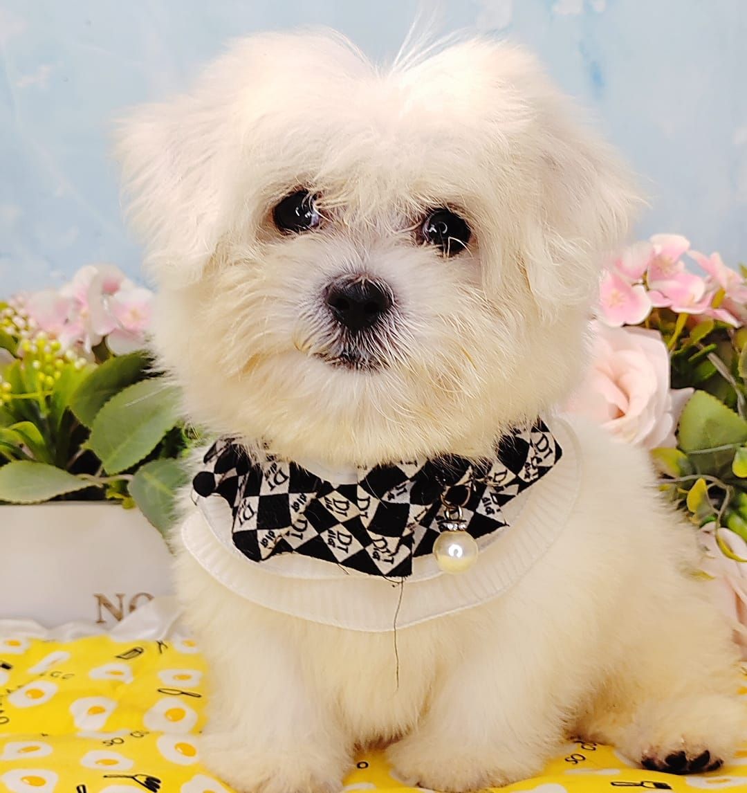 Maltese 马尔济斯