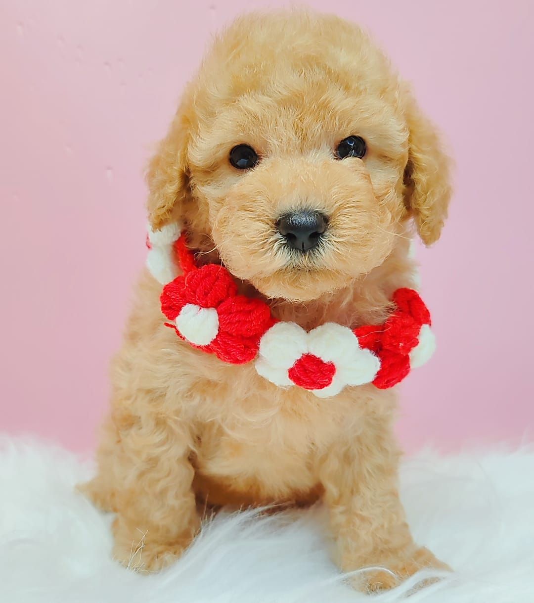 Poodle 娉拌开璐靛