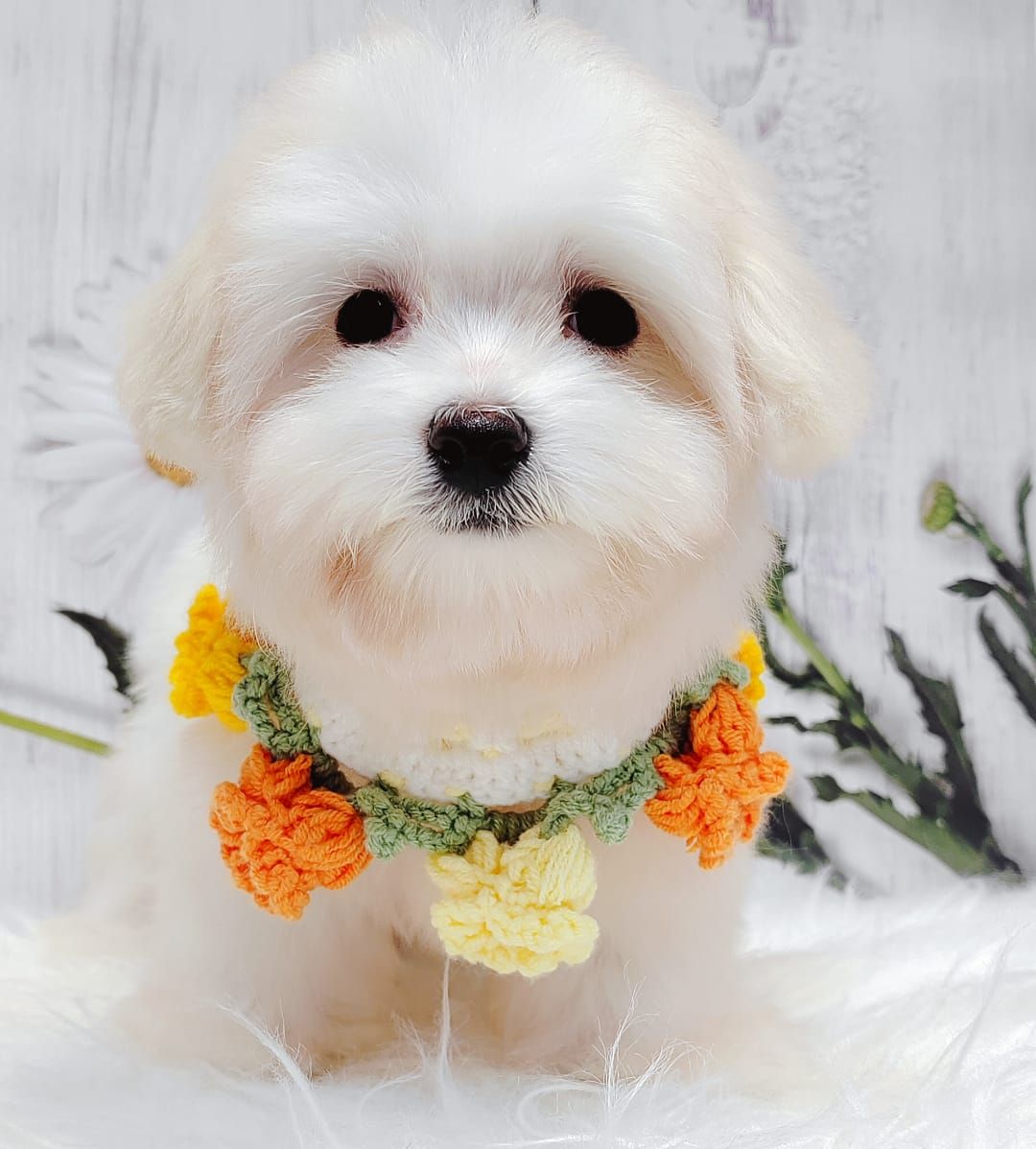 Maltese 马尔济斯