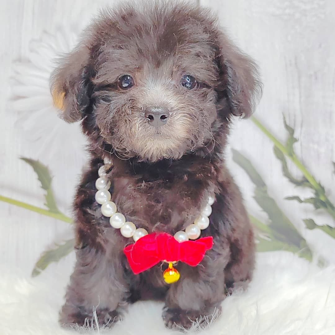Poodle 娉拌开璐靛
