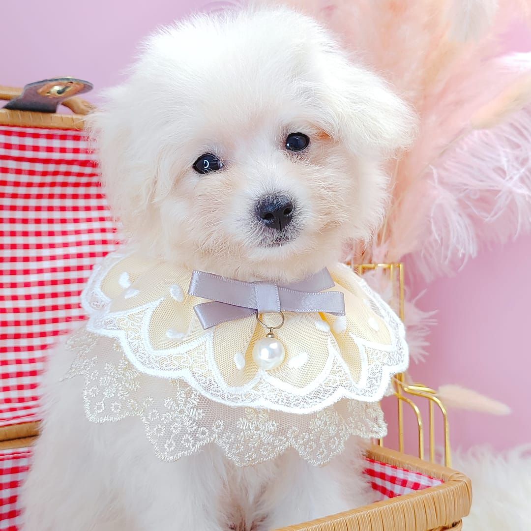 Maltipoo 马尔泰迪
