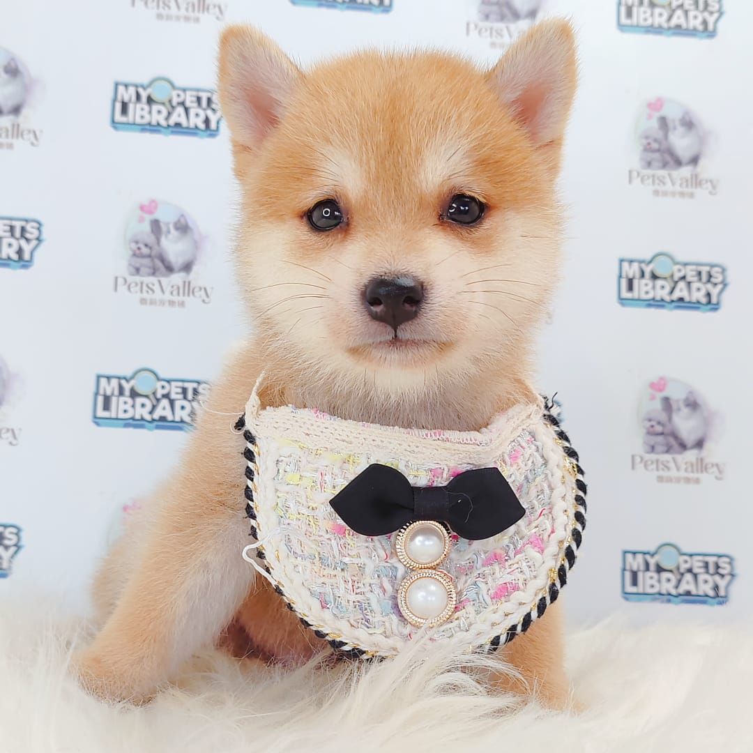 MameShiba Inu 豆柴柴犬