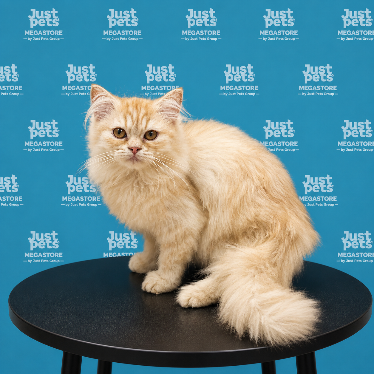 Persian x Mainecoon