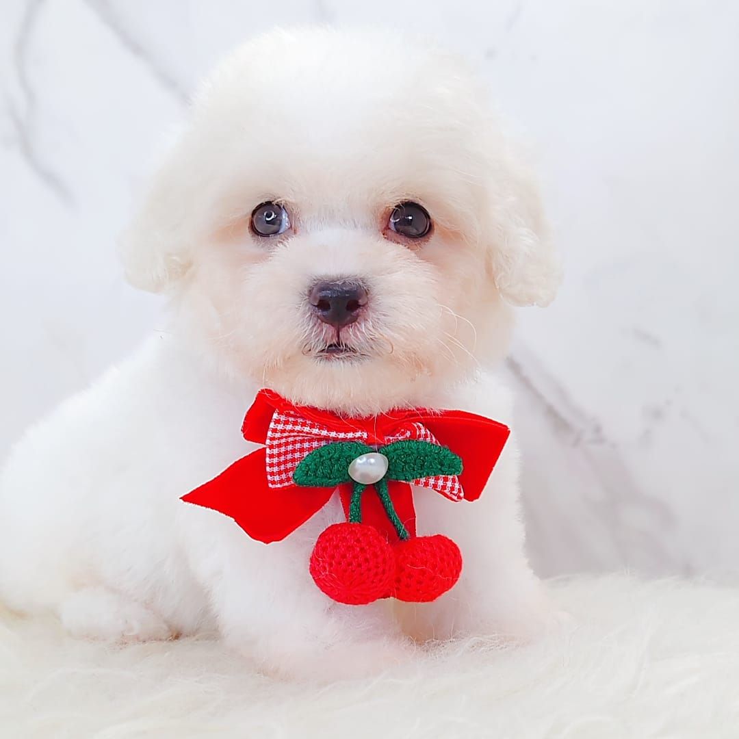 Poodle 娉拌开璐靛