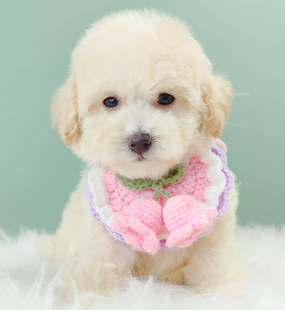Maltipoo 马尔泰迪