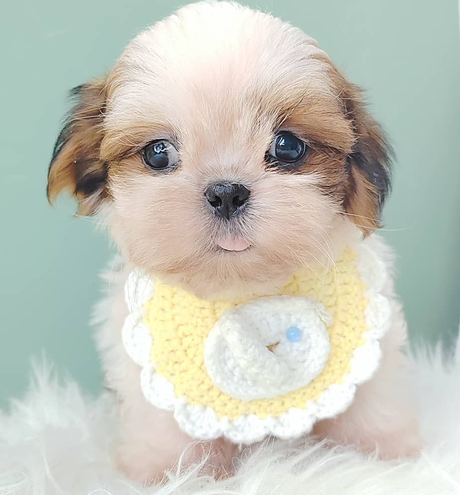 Shih Tzu 西施