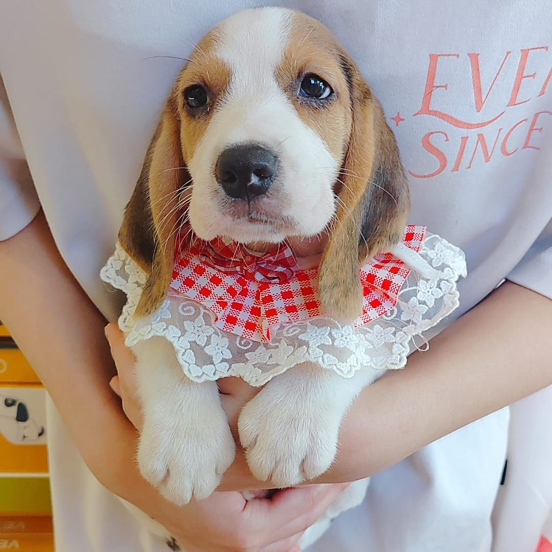 Beagle 米格鲁