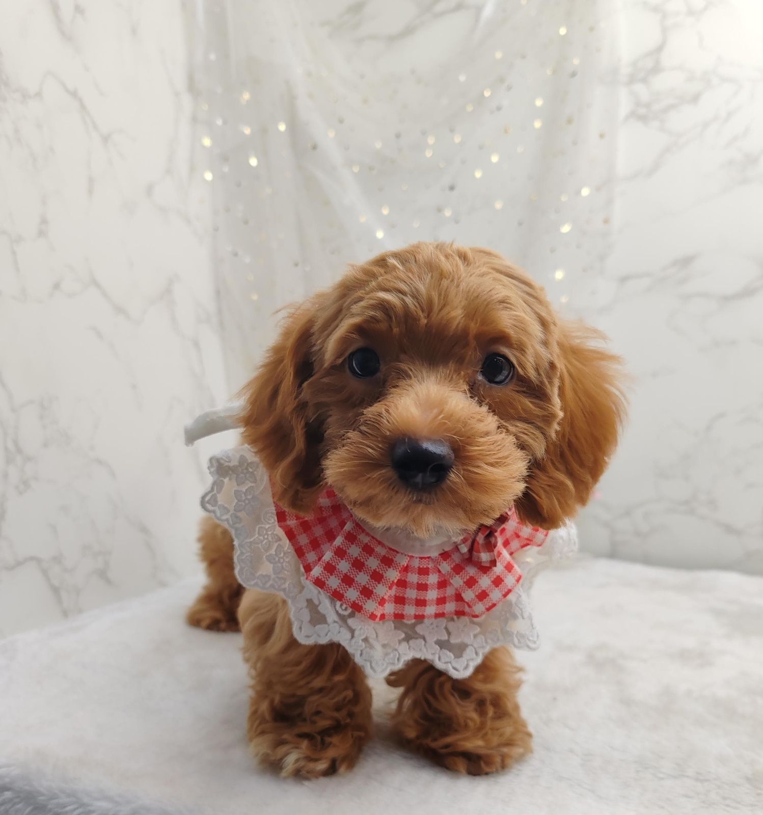 Poodle 娉拌开璐靛