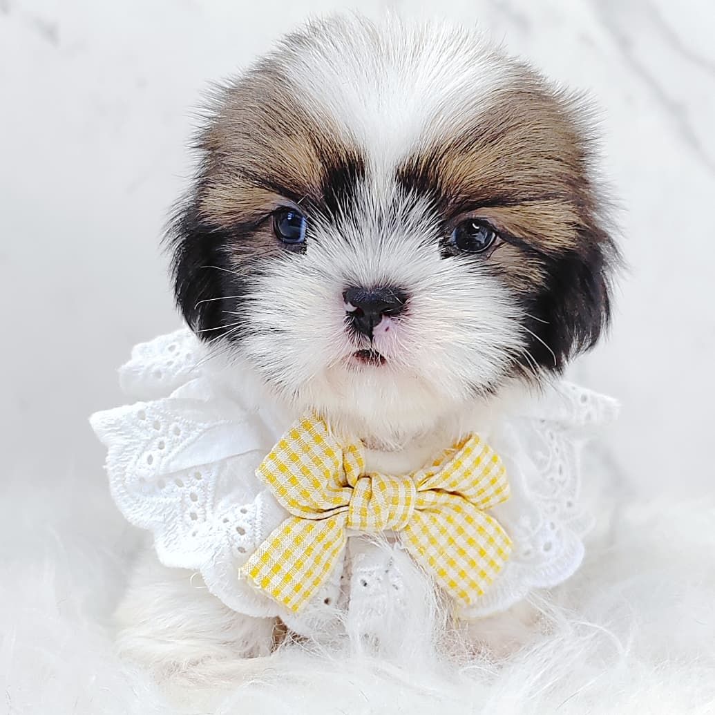 Shih Tzu 西施