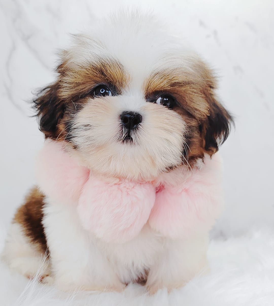 Shih Tzu 西施