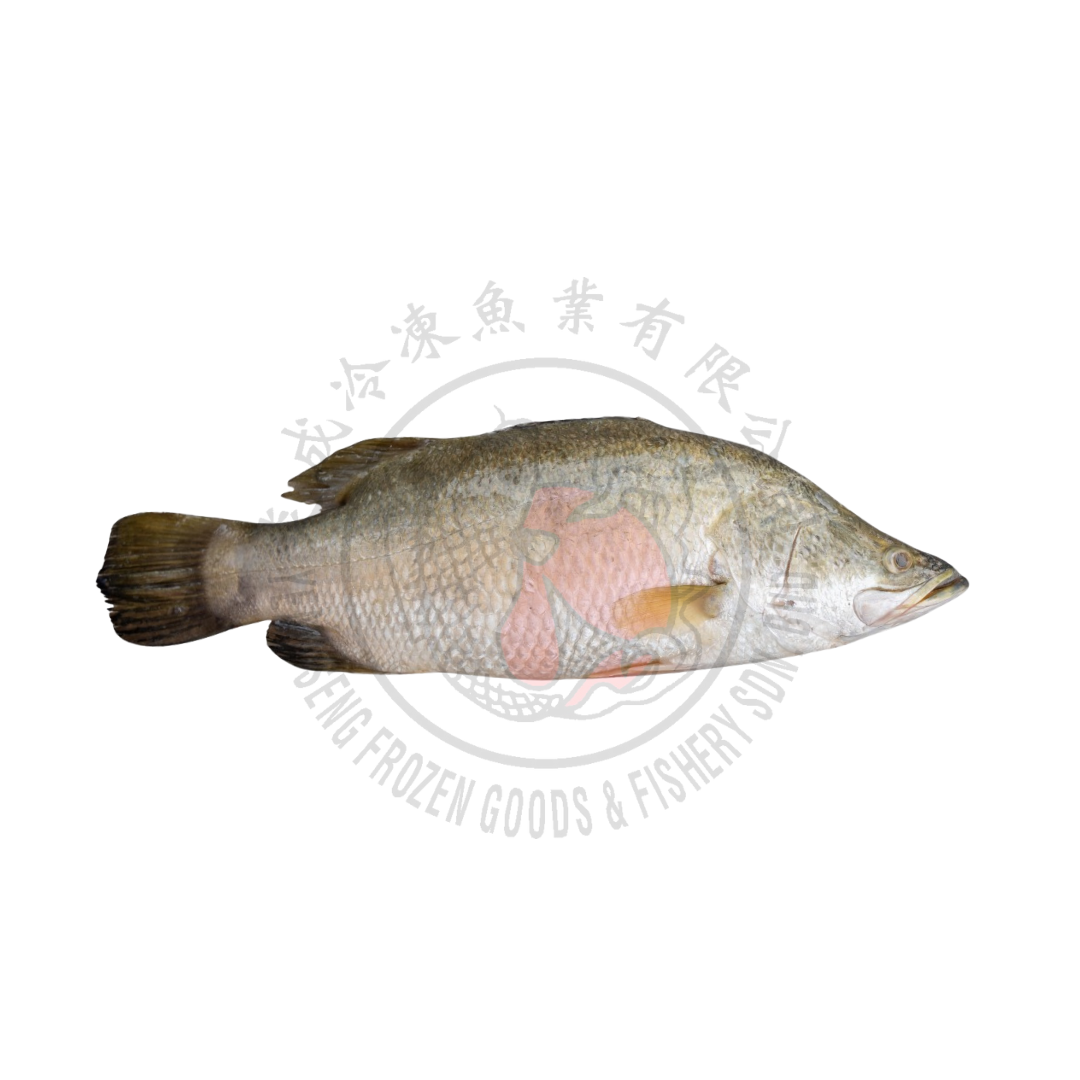 Barramundi/Siakap/Seabass