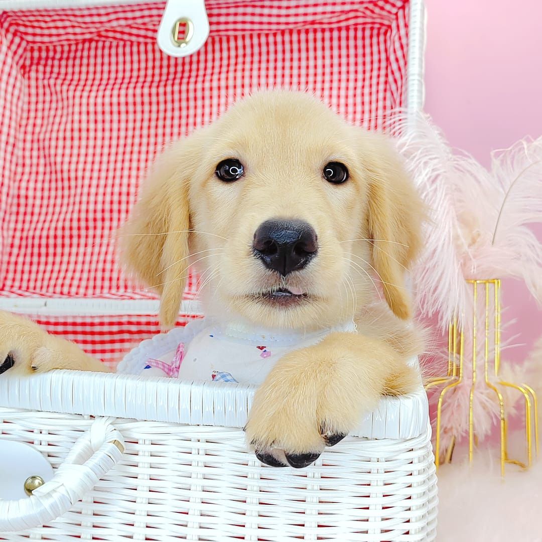 Golden Retriever 黄金猎犬