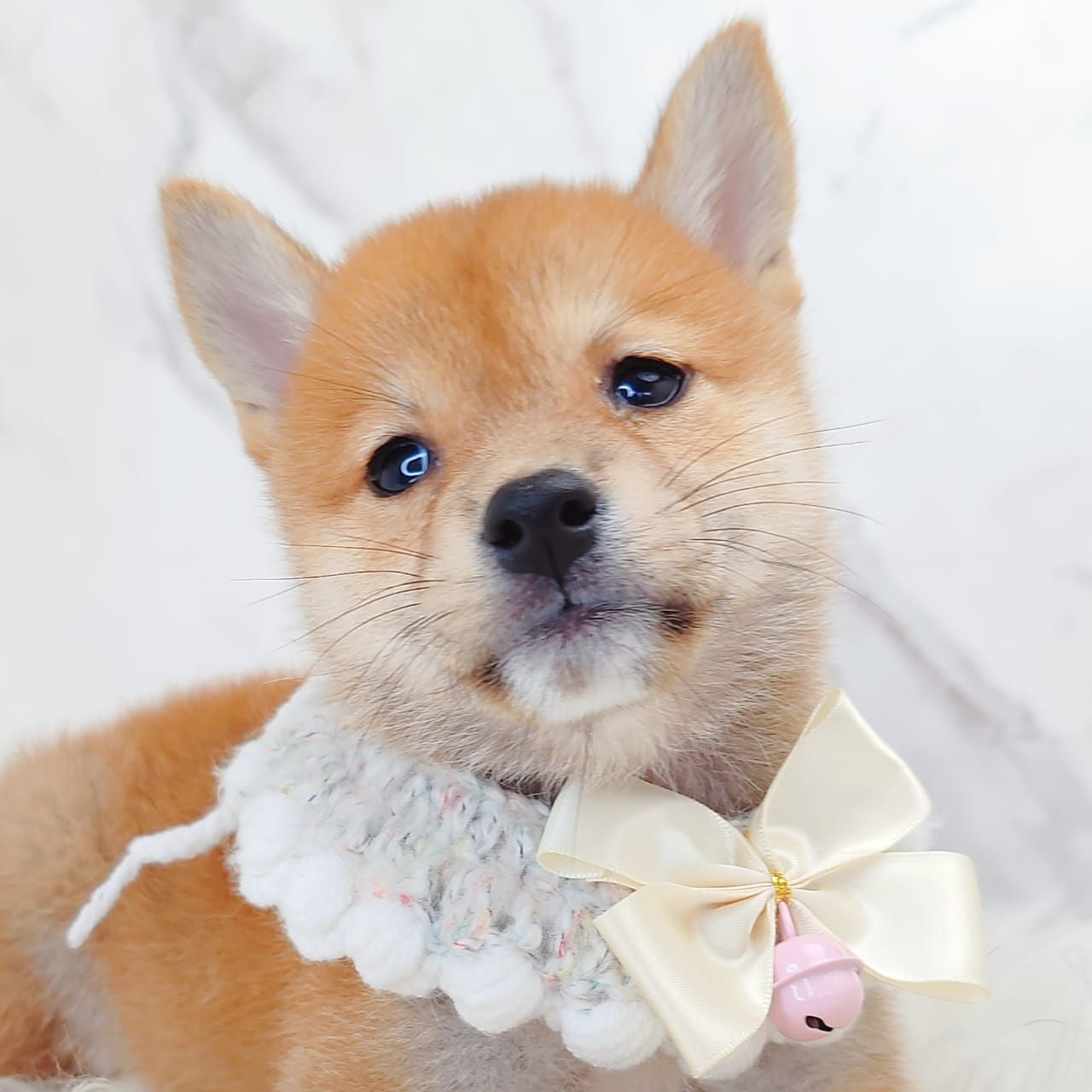 Shiba Inu 柴犬