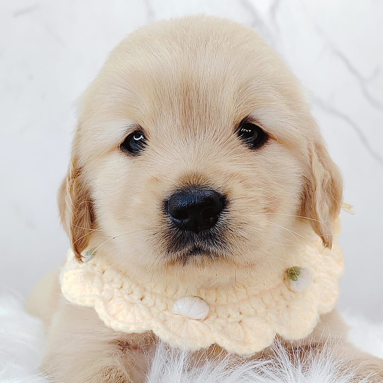 Golden Retriever 黄金猎犬