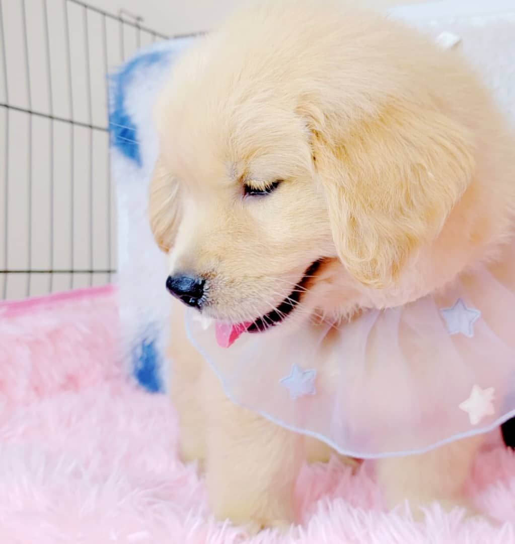 Golden Retriever 黄金猎犬