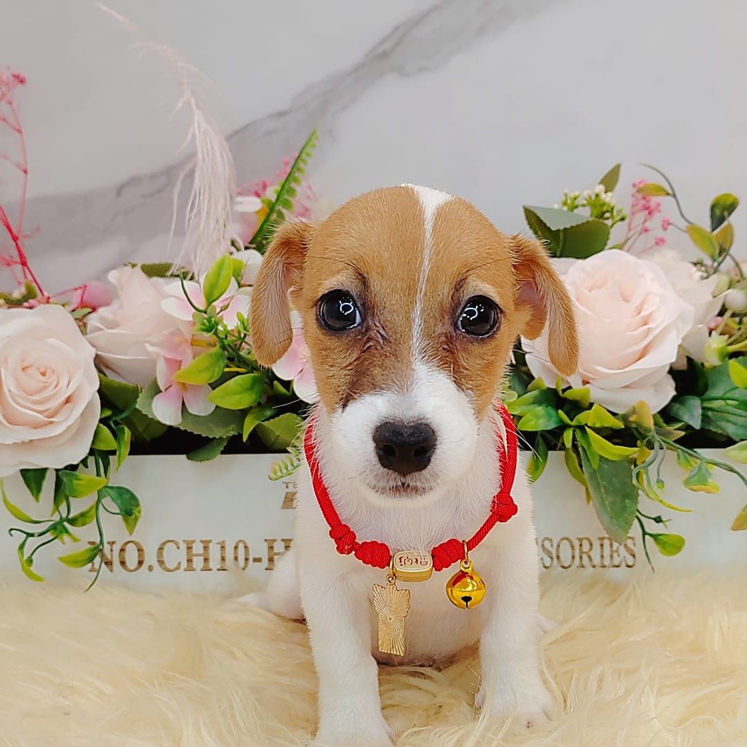  Jack Russell Terrier 杰克罗素梗