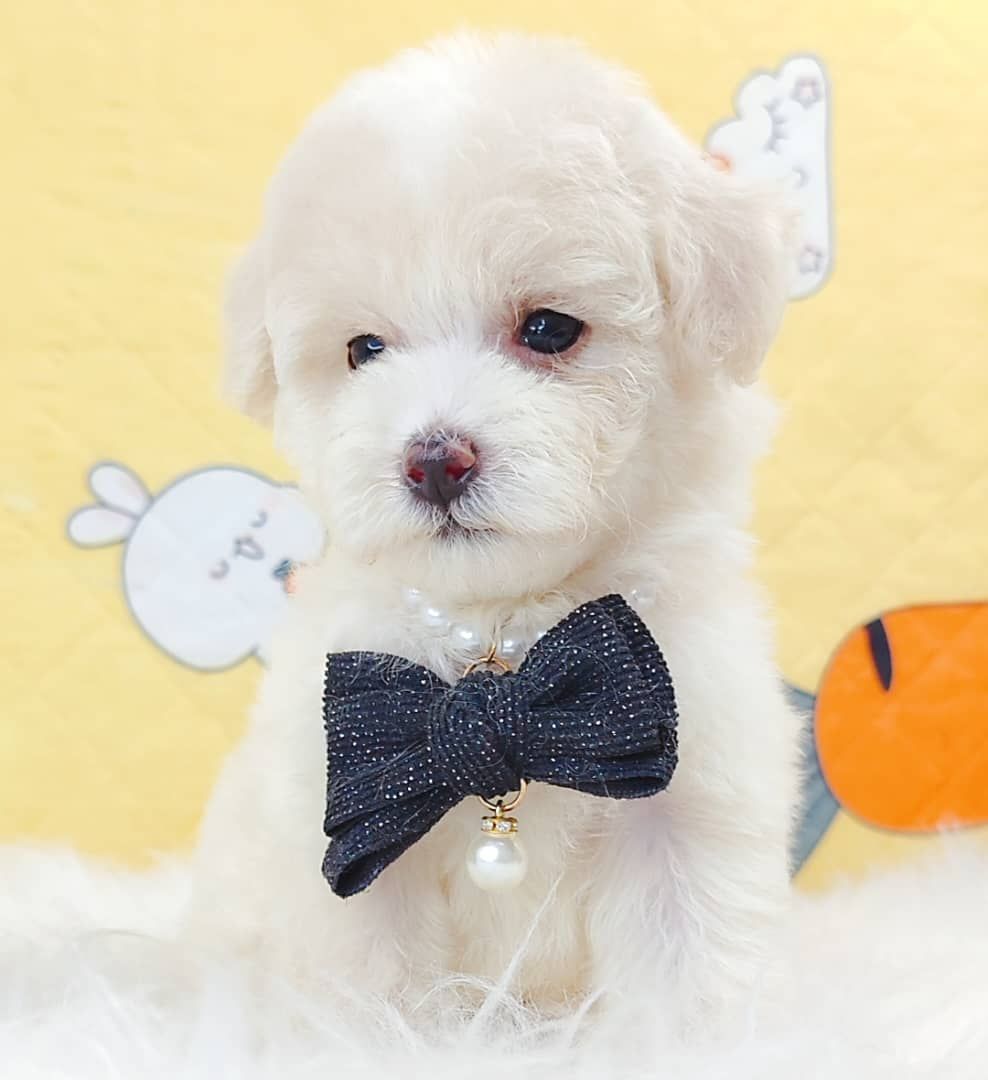 Maltipoo 马尔泰迪