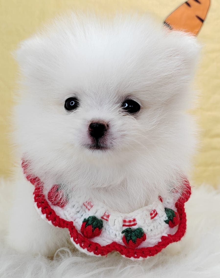 Pomeranian 博美