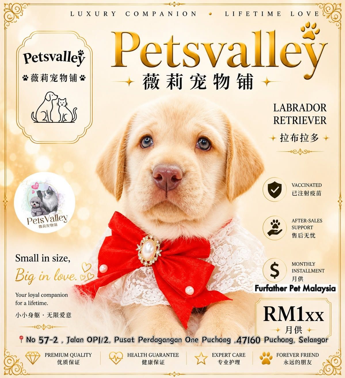 Labrador Retriever 拉布拉多