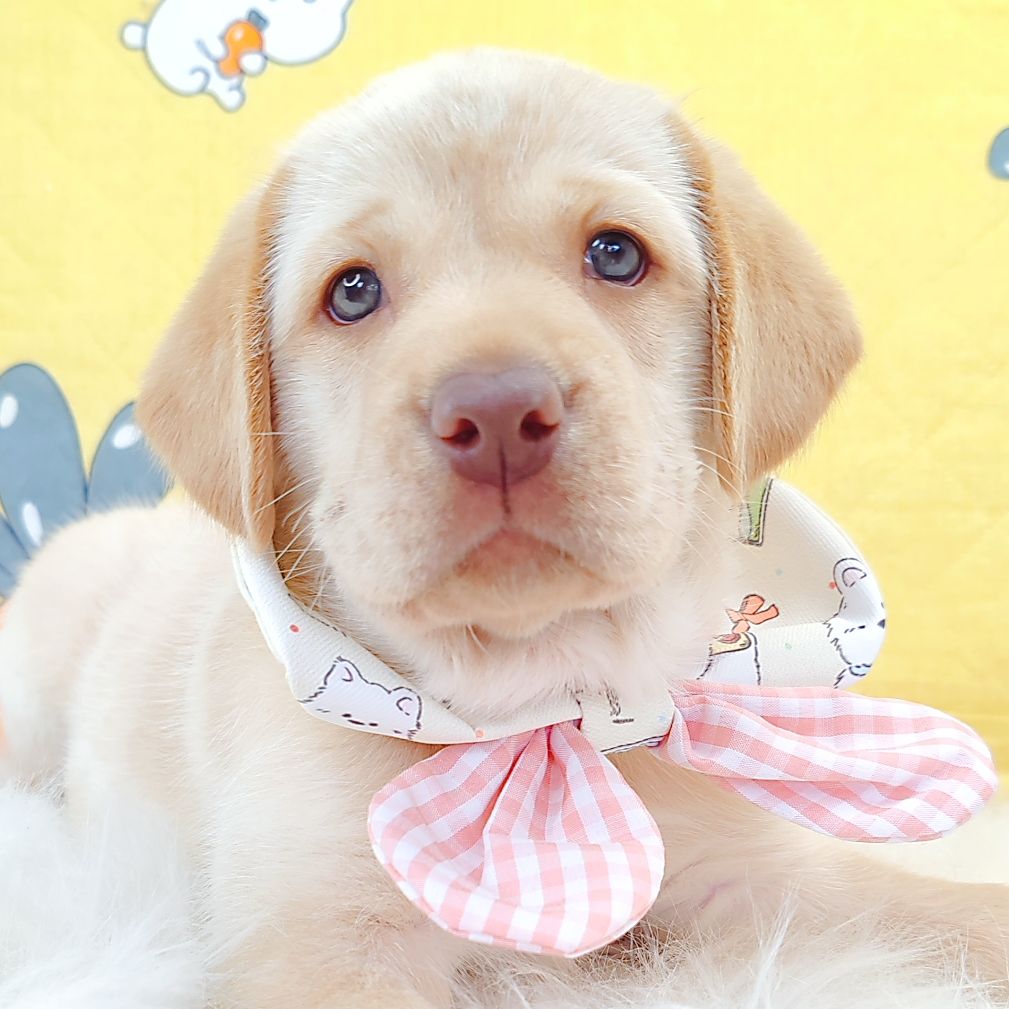 Labrador Retriever 拉布拉多