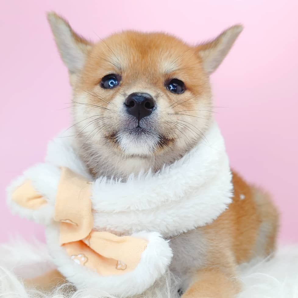 Shiba Inu 柴犬