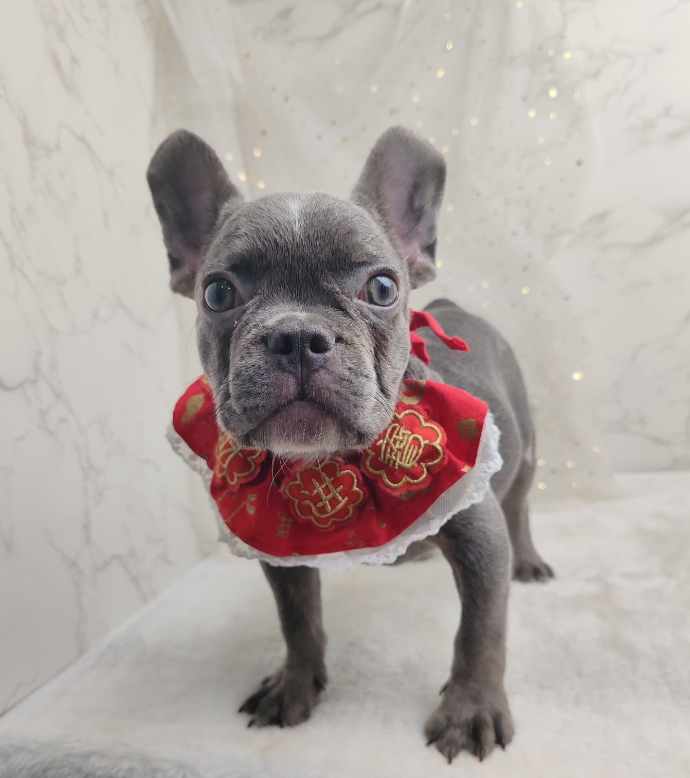 French Bulldog 法斗