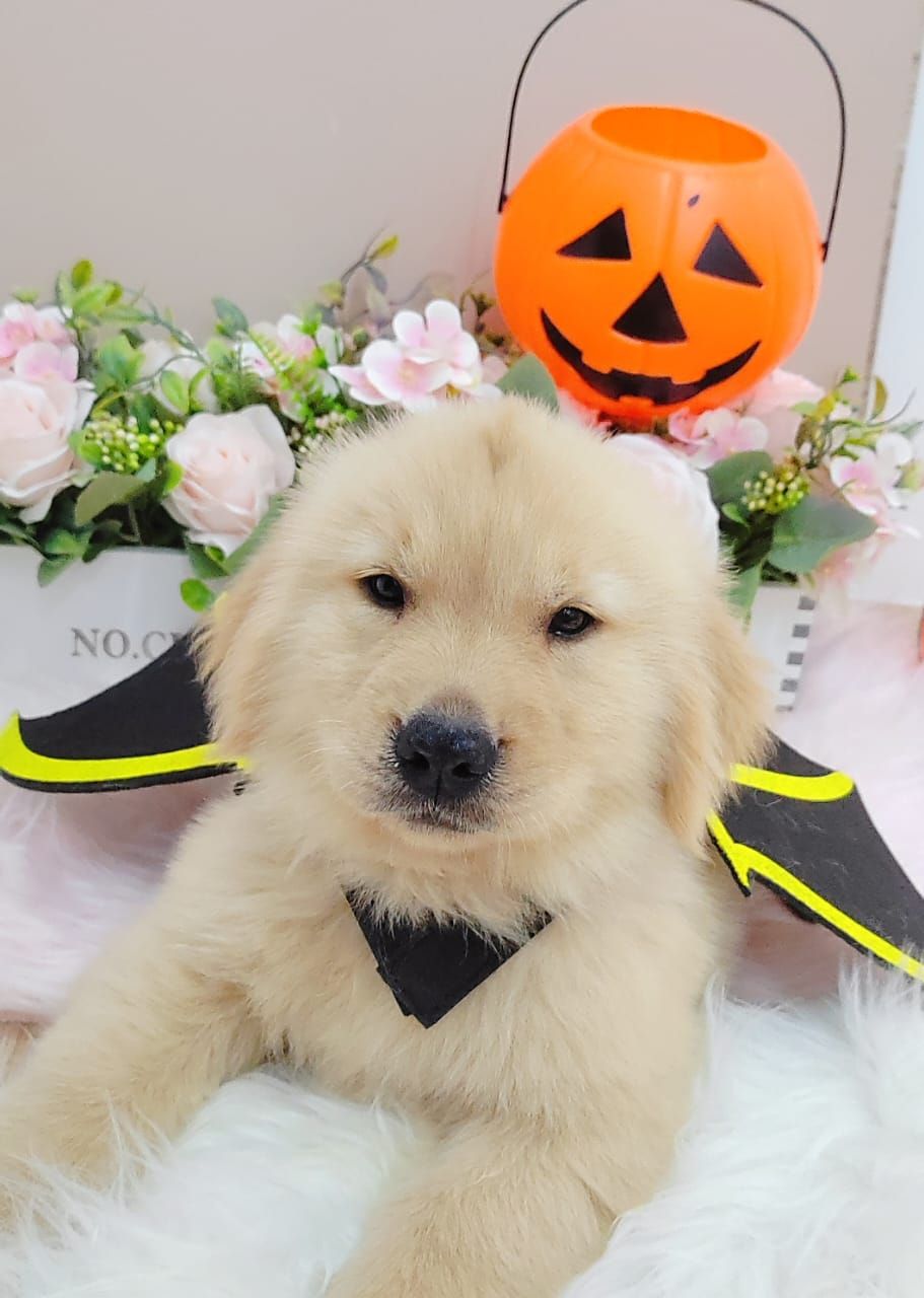 Golden Retriever 黄金猎犬